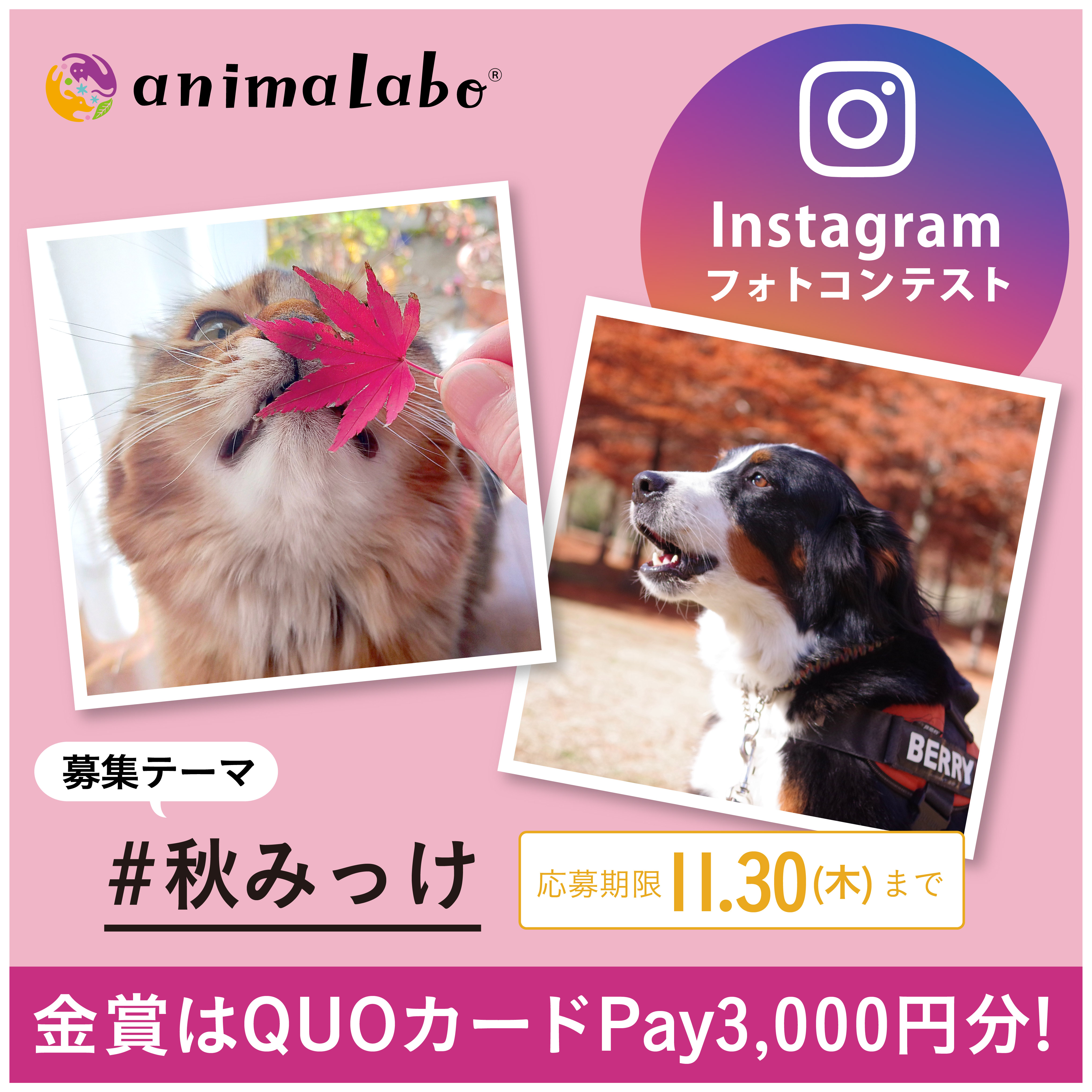 第61回Instagramフォトコンテスト #秋みっけ