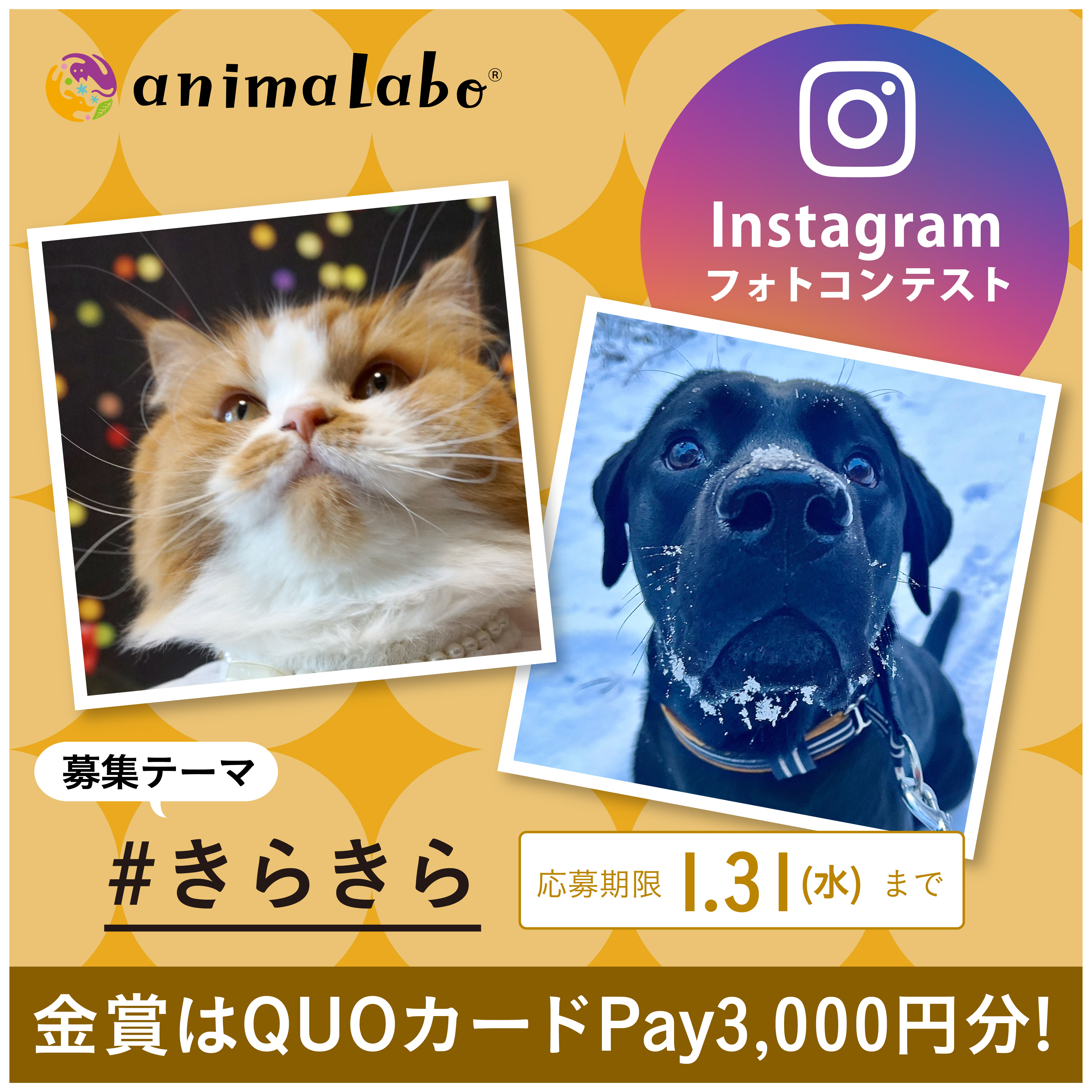 第62回Instagramフォトコンテスト #きらきら